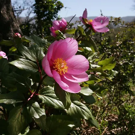 Casa Vacanze Il Giardino - Castagno * Aritzo